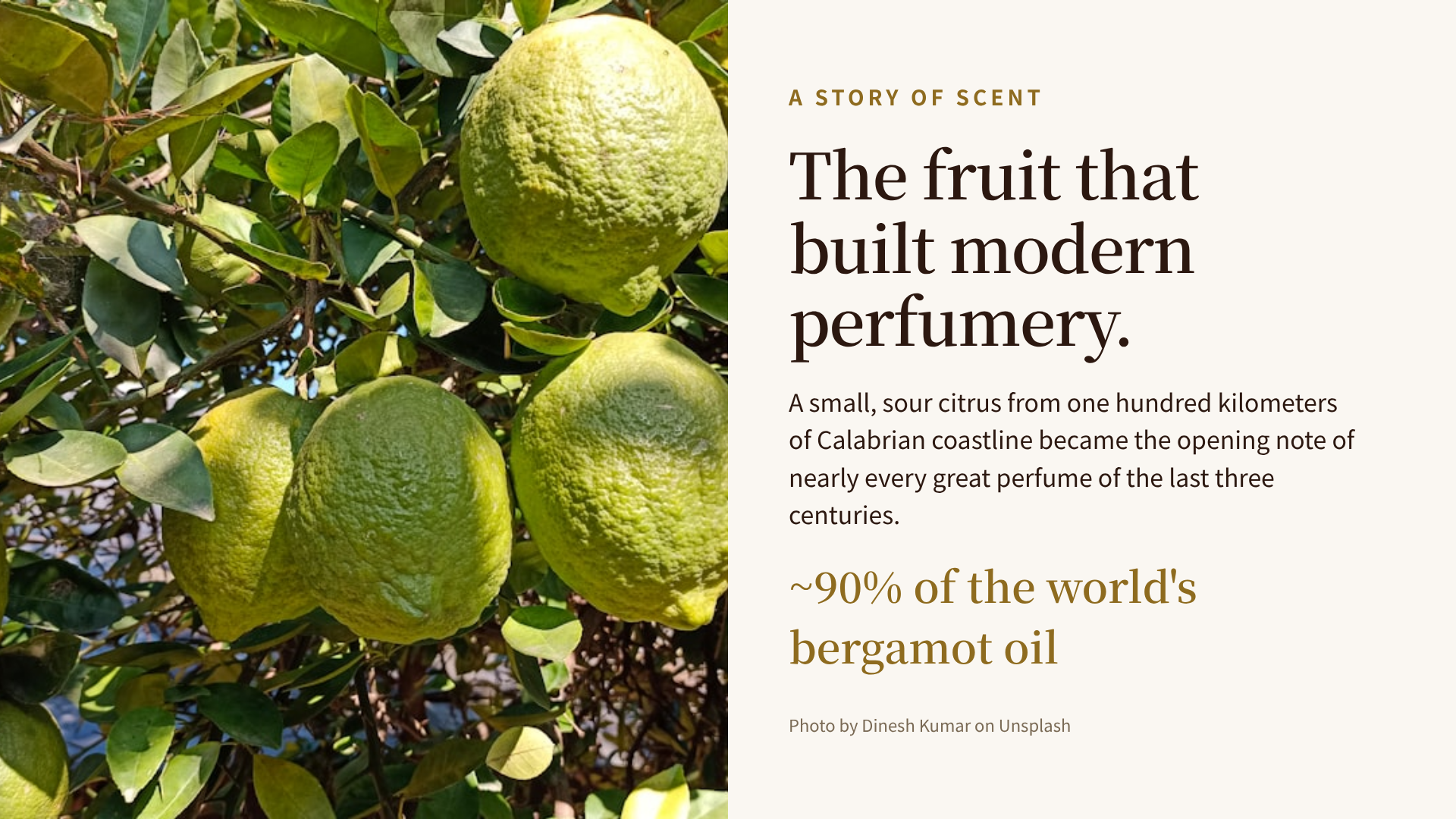 Yellow-green bergamot citrus on a tree. The fruit is barely edible, but the rind, cold-pressed, has been the opening note of European perfumery for three centuries.