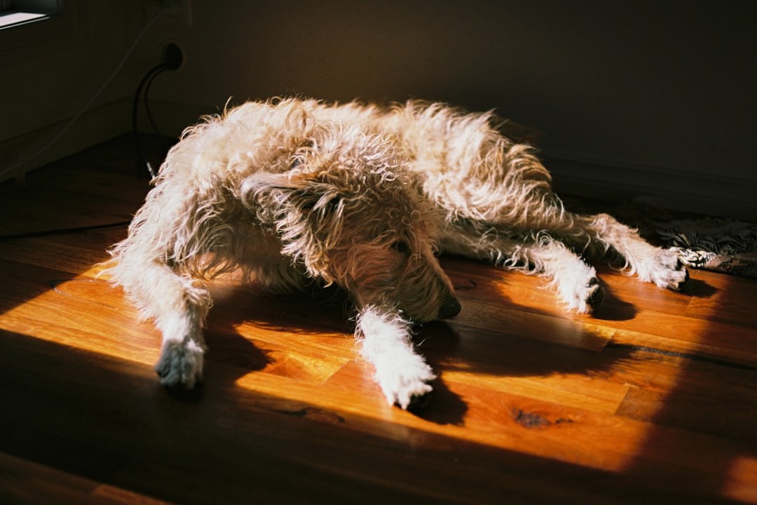 木の床で日差しを受けて寝ている犬