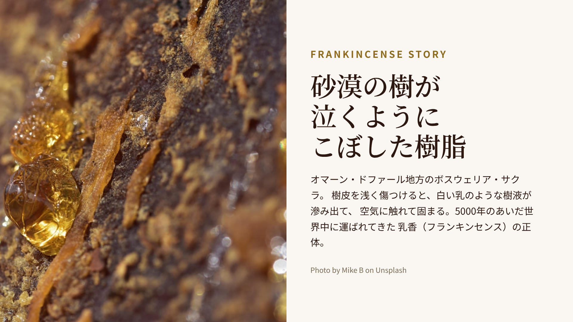 オマーン・ドファール地方のボスウェリア・サクラの樹皮と樹脂