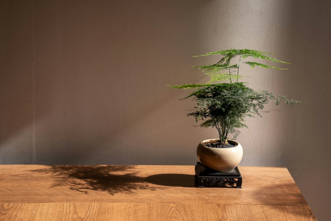 30代男性の部屋、窓辺の植物と朝の光