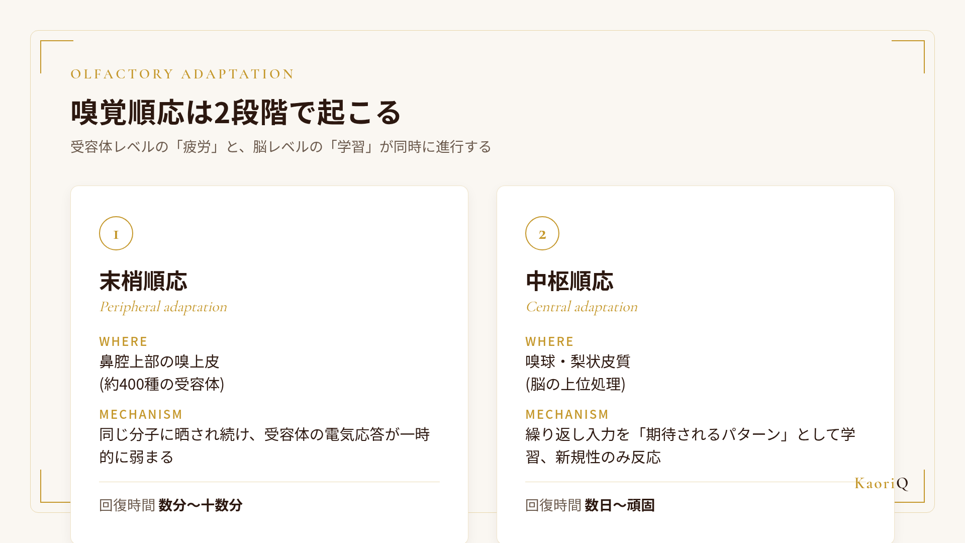 嗅覚順応の2段階メカニズム