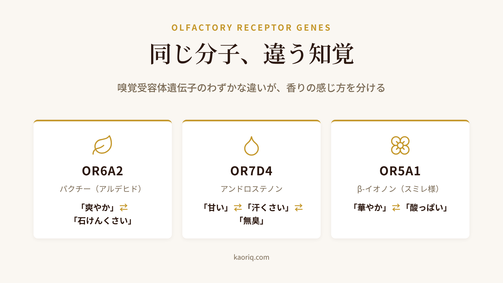 同じ香り分子が、人によって異なる嗅覚受容体に届き、別々の知覚になる仕組み