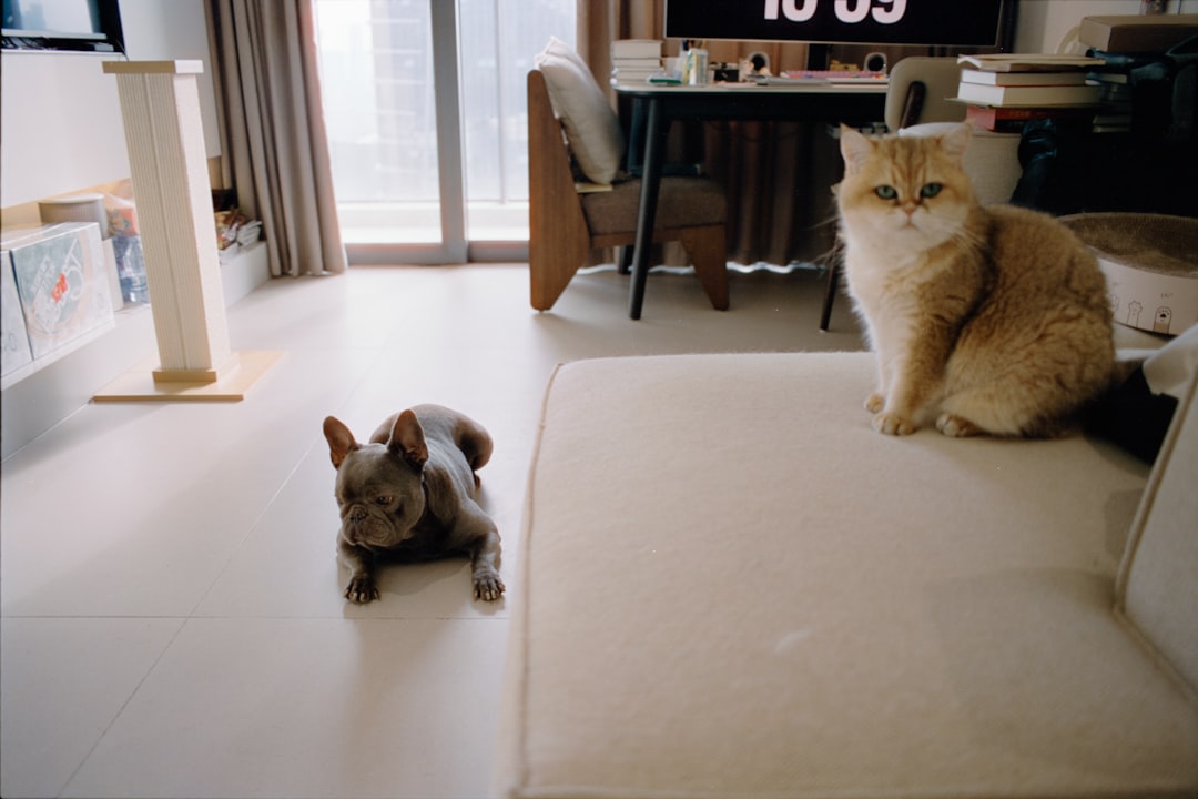 猫と犬のいる部屋の香り