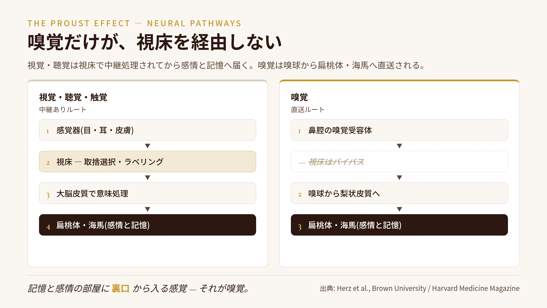嗅覚と他の感覚の脳内経路の比較図