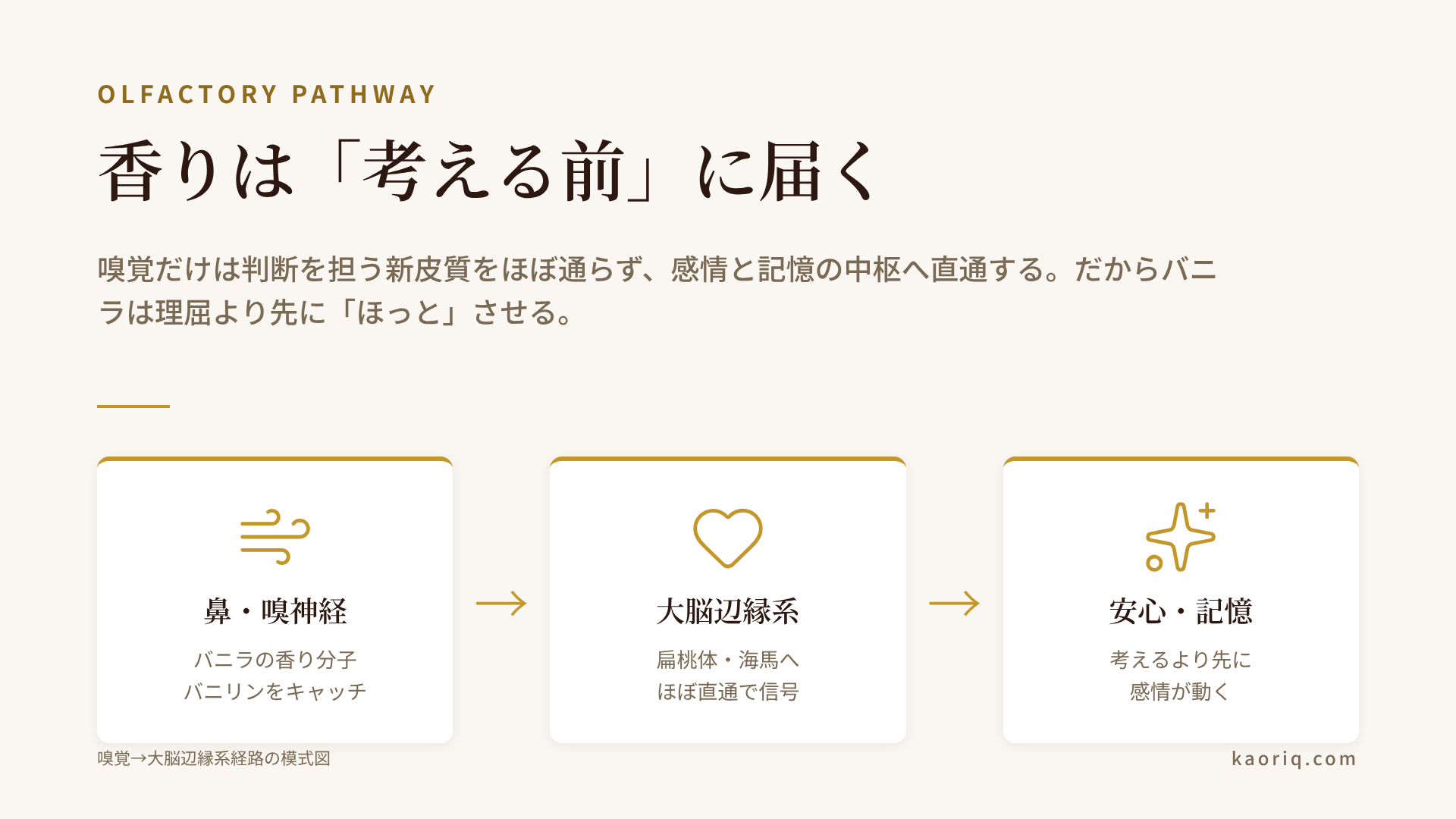 バニラの香りが鼻から大脳辺縁系に届くまでの経路図